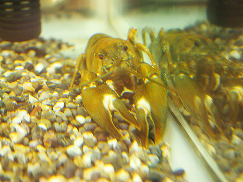 f:id:Naturalhistory:20150720171056j:image