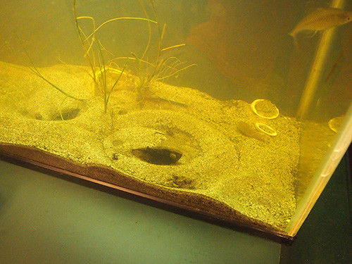 f:id:Naturalhistory:20150724162219j:image