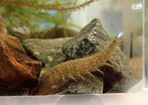 f:id:Naturalhistory:20150725160332j:image