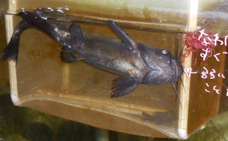 f:id:Naturalhistory:20150730092449j:image:w640