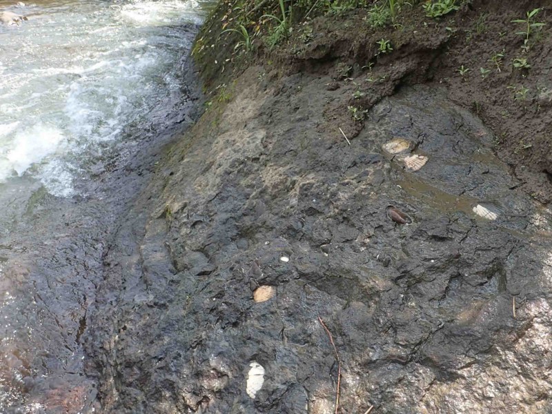 f:id:Naturalhistory:20150801102934j:image:w360 f:id:Naturalhistory:20150801102934j:image:w360