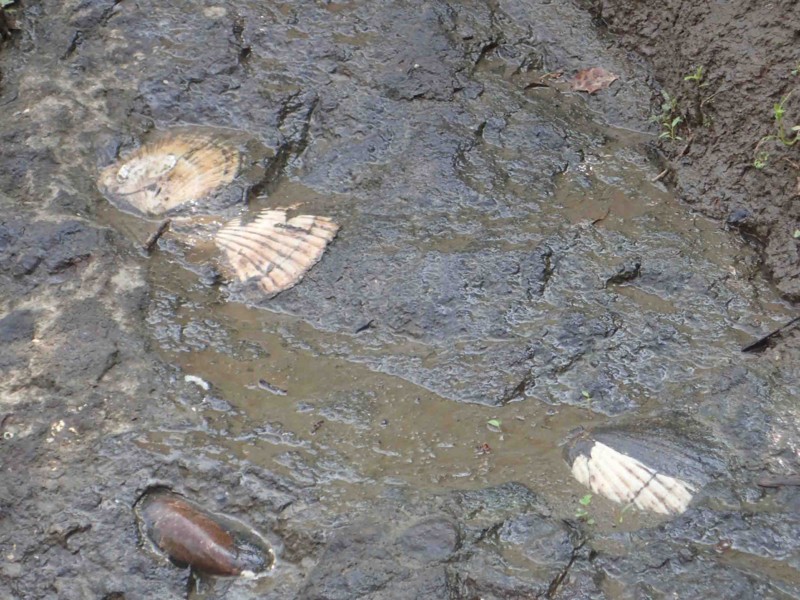f:id:Naturalhistory:20150801102942j:image:w360 f:id:Naturalhistory:20150801102942j:image:w360