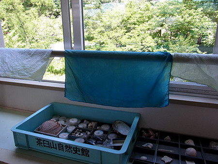 f:id:Naturalhistory:20150807080409j:image