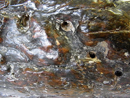f:id:Naturalhistory:20150813102242j:image