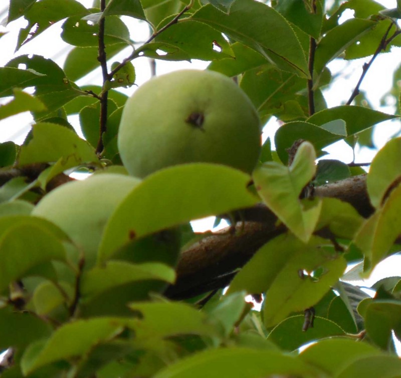 f:id:Naturalhistory:20150819165434j:image:w360