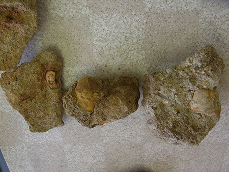 f:id:Naturalhistory:20150823110820j:image