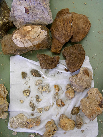 f:id:Naturalhistory:20150823115454j:image