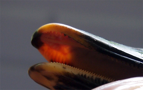 f:id:Naturalhistory:20150827154751j:image
