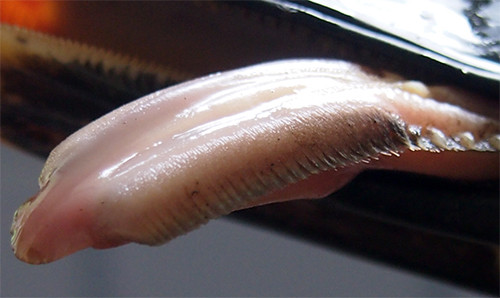 f:id:Naturalhistory:20150827154826j:image