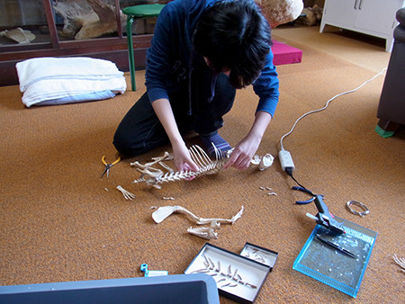 f:id:Naturalhistory:20150829113348j:image