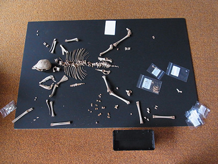 f:id:Naturalhistory:20150829142134j:image