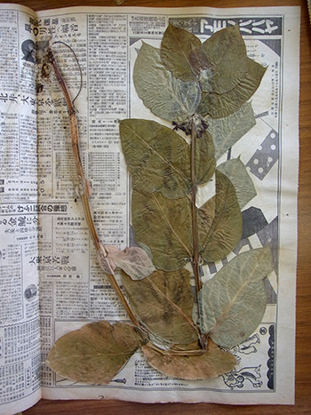 f:id:Naturalhistory:20150904113146j:image