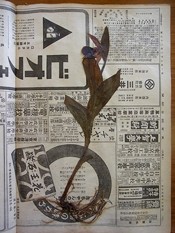 f:id:Naturalhistory:20150904113359j:image