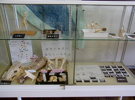 f:id:Naturalhistory:20150920133820j:image