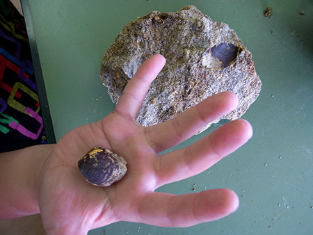 f:id:Naturalhistory:20150921113817j:image