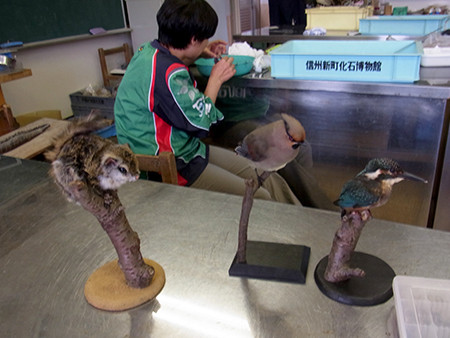 f:id:Naturalhistory:20150921122610j:image