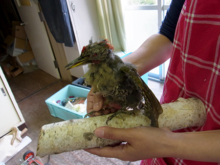 f:id:Naturalhistory:20150921123115j:image
