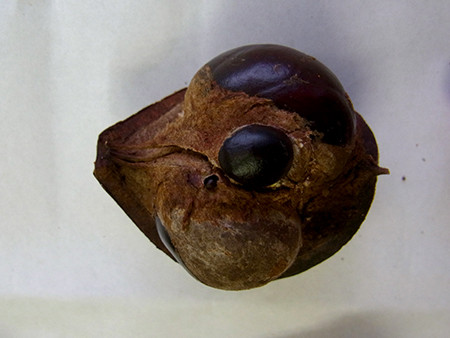 f:id:Naturalhistory:20151001130418j:image