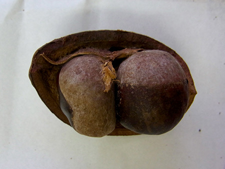 f:id:Naturalhistory:20151001130438j:image
