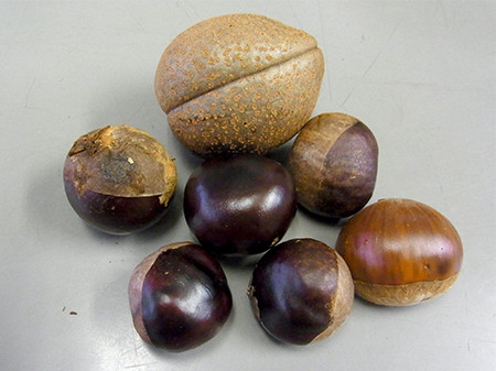 f:id:Naturalhistory:20151001135848j:image
