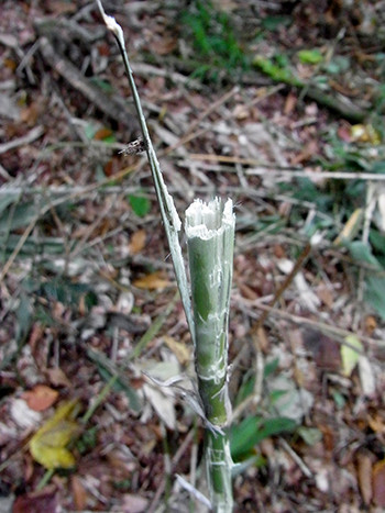 f:id:Naturalhistory:20151008115531j:image