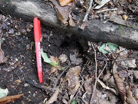 f:id:Naturalhistory:20151008115628j:image