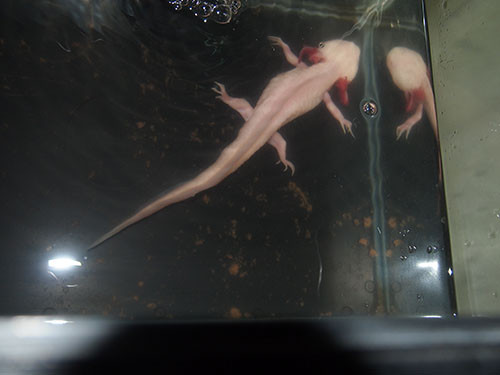 f:id:Naturalhistory:20151008170312j:image