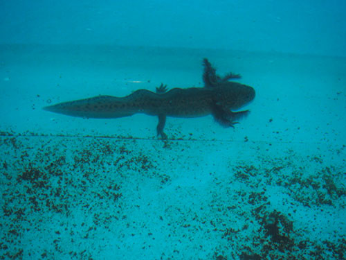 f:id:Naturalhistory:20151008170424j:image