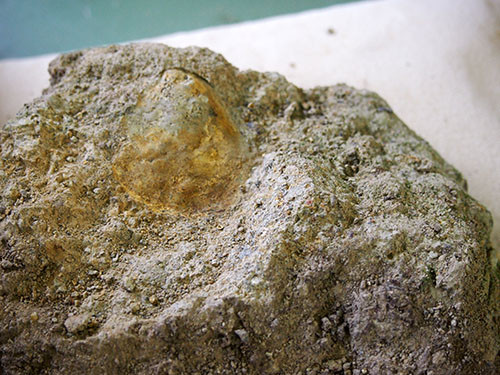 f:id:Naturalhistory:20151011133645j:image