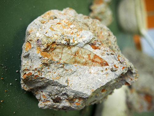 f:id:Naturalhistory:20151011134221j:image