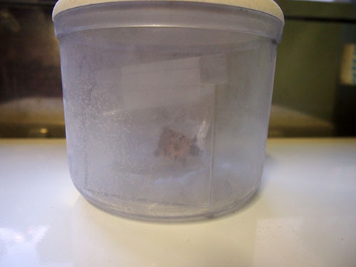 f:id:Naturalhistory:20151015172609j:image