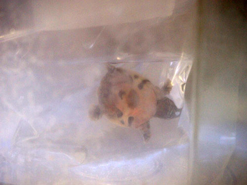 f:id:Naturalhistory:20151015172617j:image