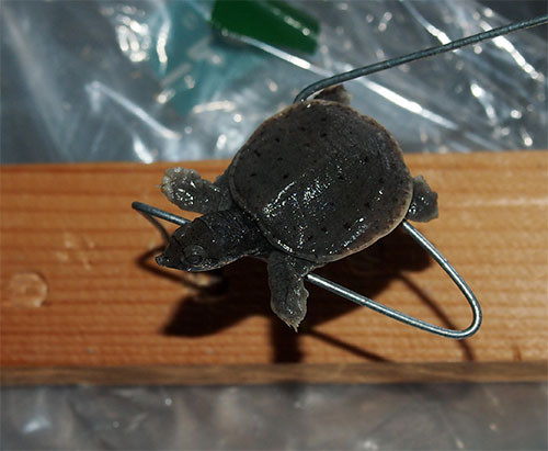 f:id:Naturalhistory:20151016162039j:image