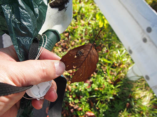 f:id:Naturalhistory:20151017145915j:image