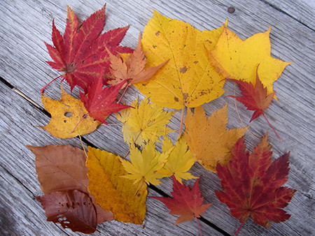 f:id:Naturalhistory:20151020112443j:image