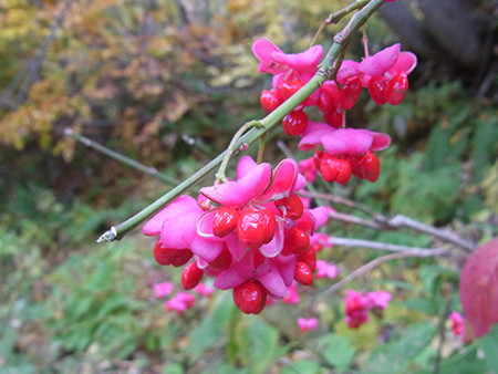 f:id:Naturalhistory:20151020114111j:image