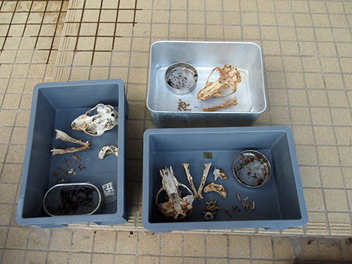 f:id:Naturalhistory:20151020142327j:image