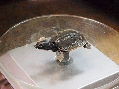 f:id:Naturalhistory:20151023164419j:image