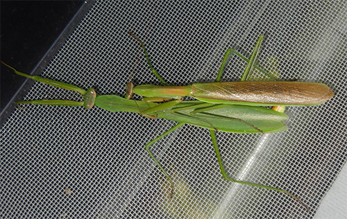 f:id:Naturalhistory:20151027172237j:image