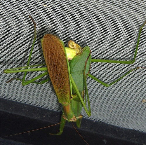 f:id:Naturalhistory:20151027172319j:image