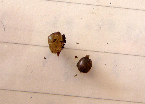 f:id:Naturalhistory:20151028155102j:image
