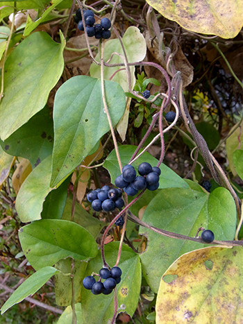f:id:Naturalhistory:20151029110410j:image f:id:Naturalhistory:20151029110410j:image