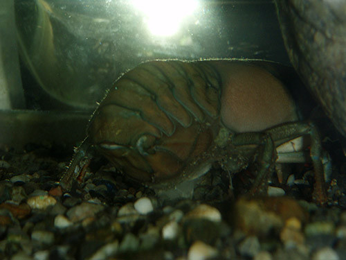 f:id:Naturalhistory:20151105164235j:image f:id:Naturalhistory:20151105164235j:image