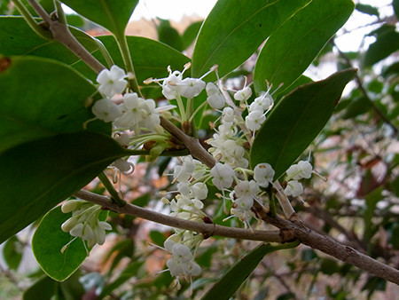 f:id:Naturalhistory:20151107110325j:image