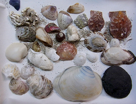 f:id:Naturalhistory:20151108134057j:image