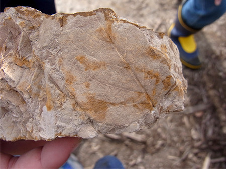 f:id:Naturalhistory:20151113084456j:image