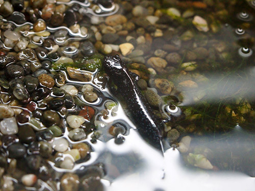 f:id:Naturalhistory:20151114164338j:image