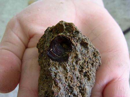 f:id:Naturalhistory:20151122104559j:image