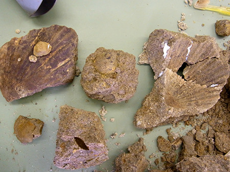 f:id:Naturalhistory:20151122114322j:image