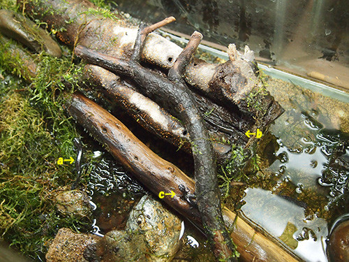 f:id:Naturalhistory:20151129164623j:image f:id:Naturalhistory:20151129164623j:image